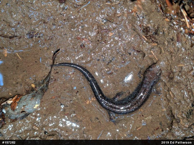 Allegheny Mountain Dusky Salamander