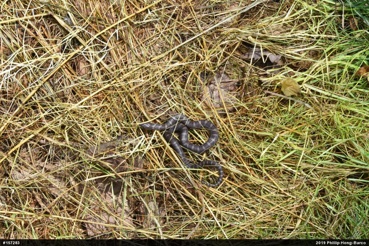Eastern Milksnake