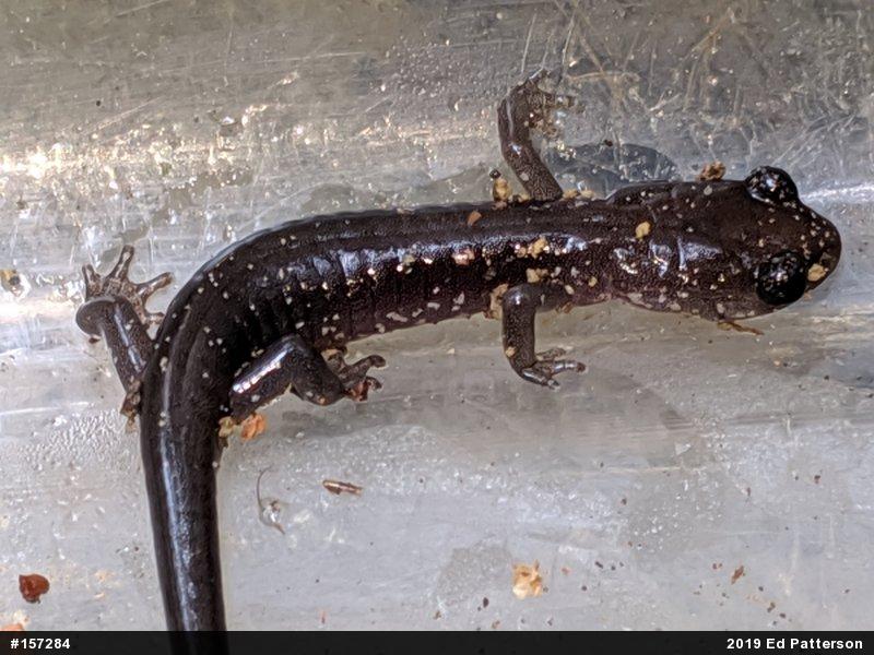 Wehrle's Salamander
