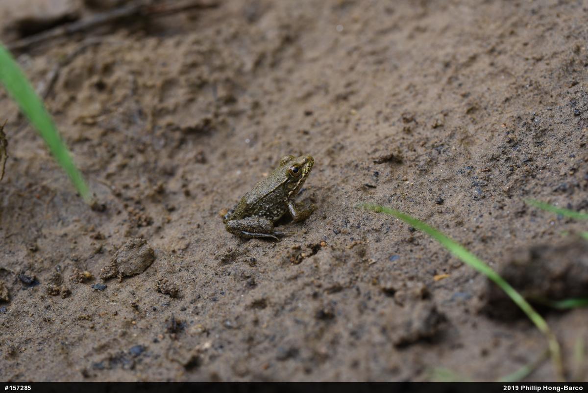 Green Frog