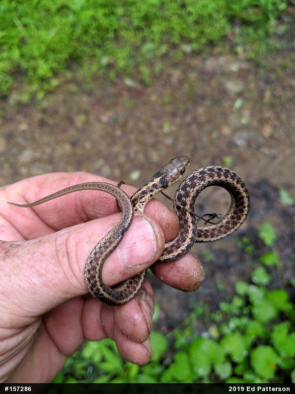 Eastern Gartersnake