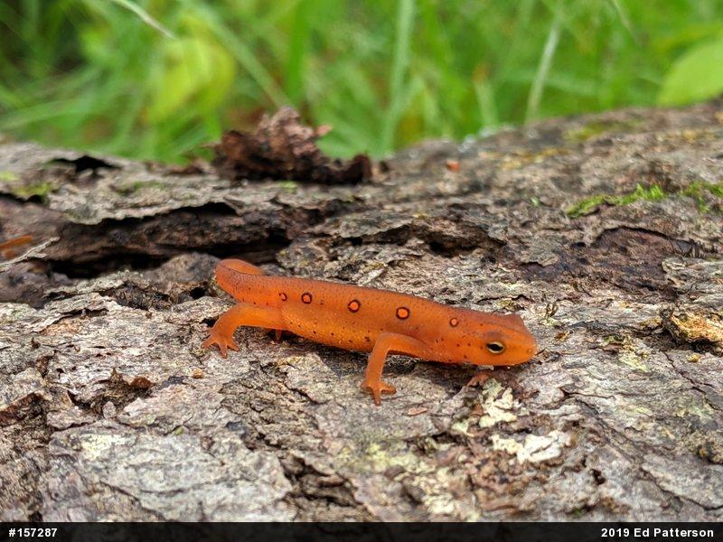 Red-spotted Newt