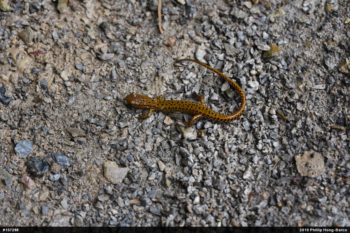 Eastern Long-tailed Salamander
