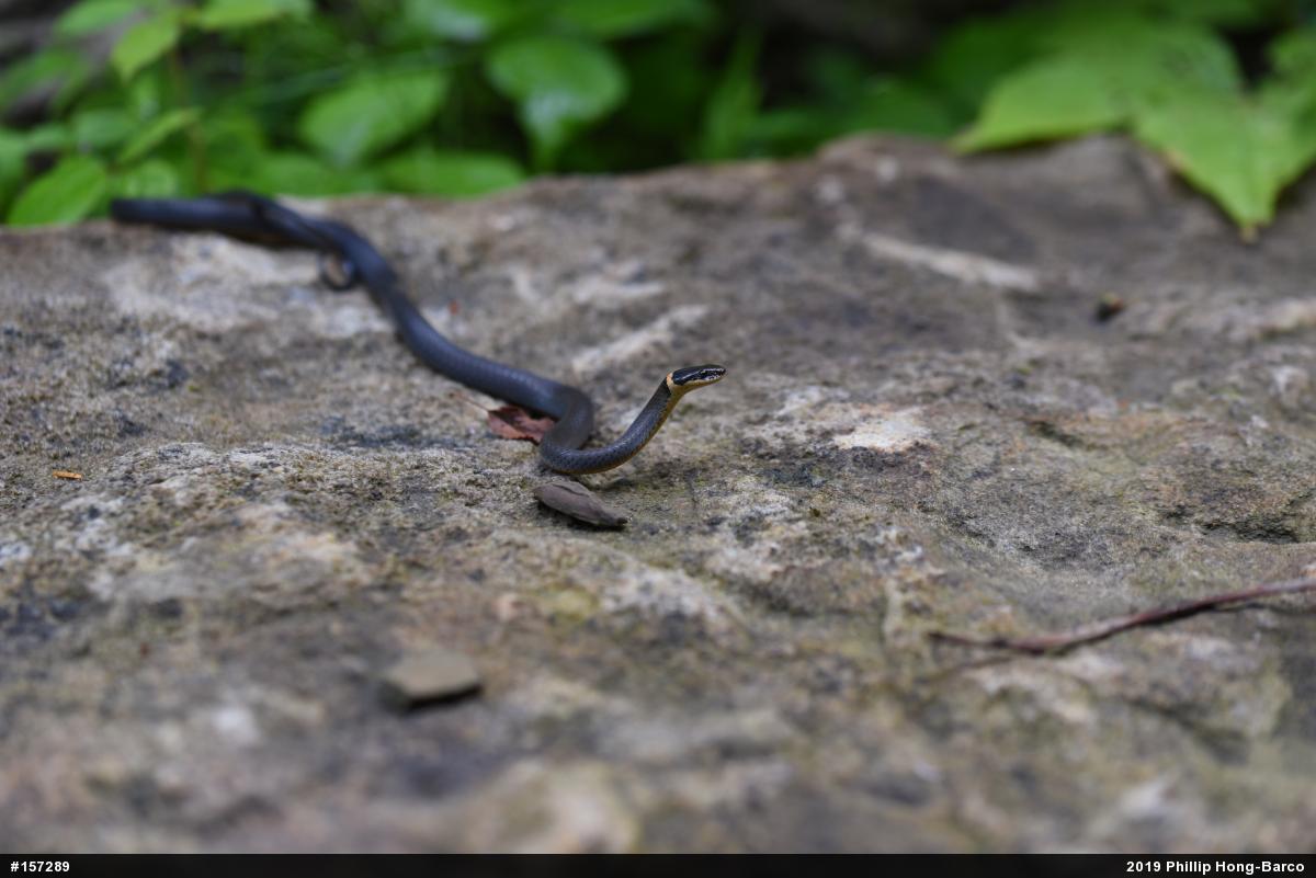 Northern Ring-necked Snake