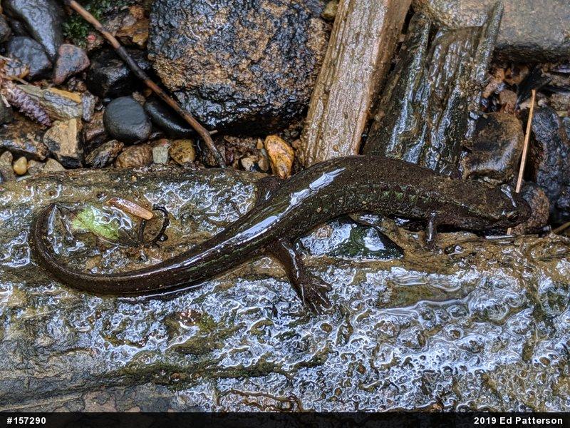 Northern Dusky Salamander