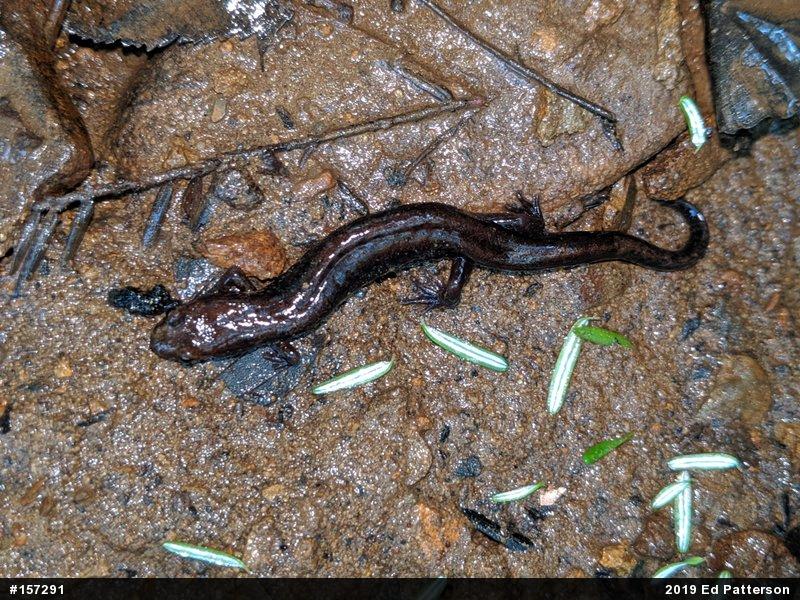 Allegheny Mountain Dusky Salamander