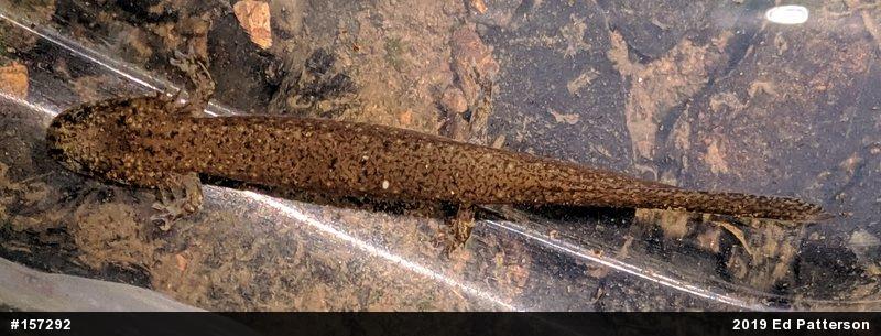 Northern Red Salamander