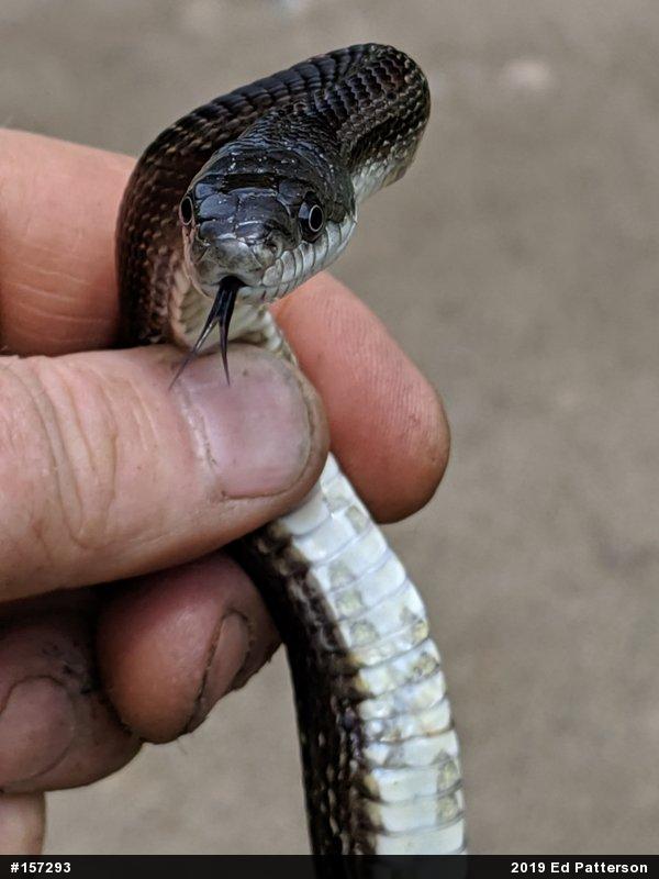 Eastern Ratsnake