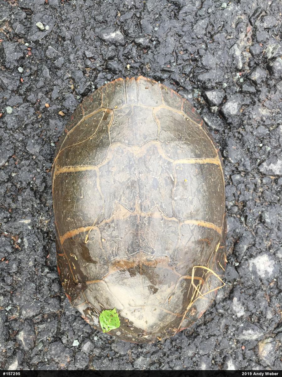 Painted Turtle