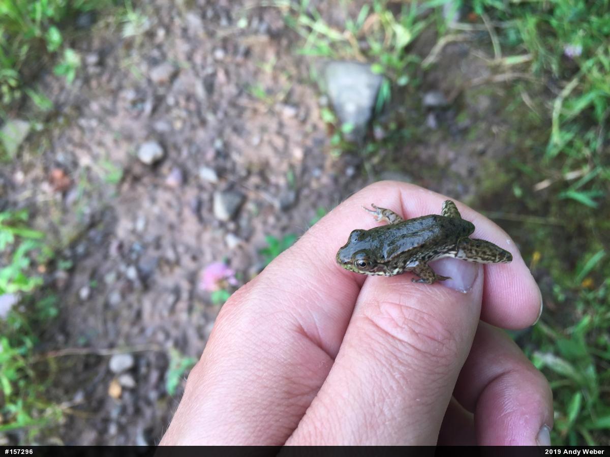 Green Frog