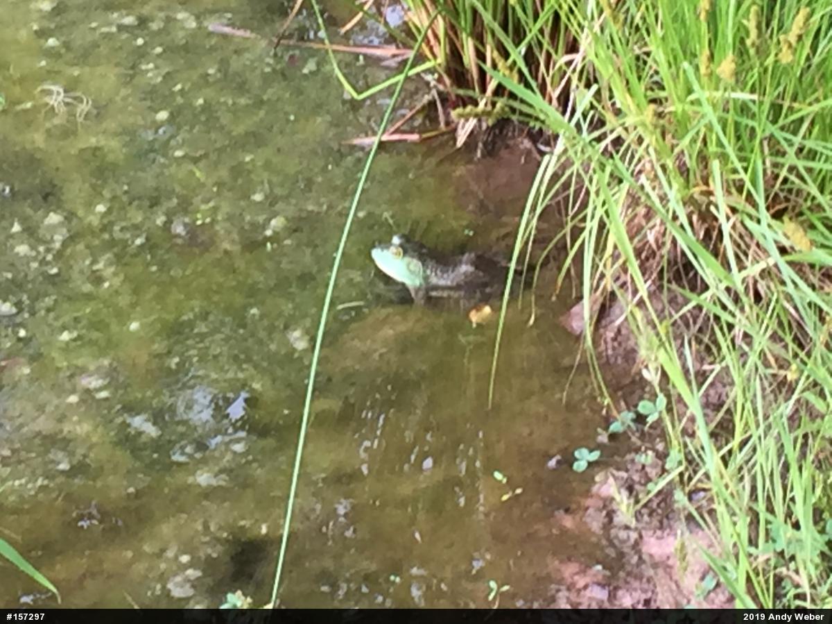 American Bullfrog
