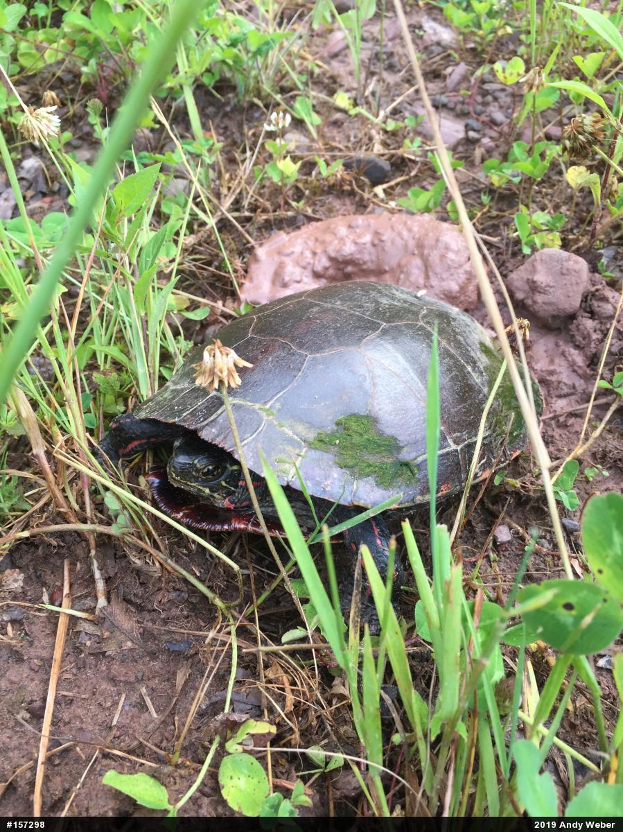 Painted Turtle