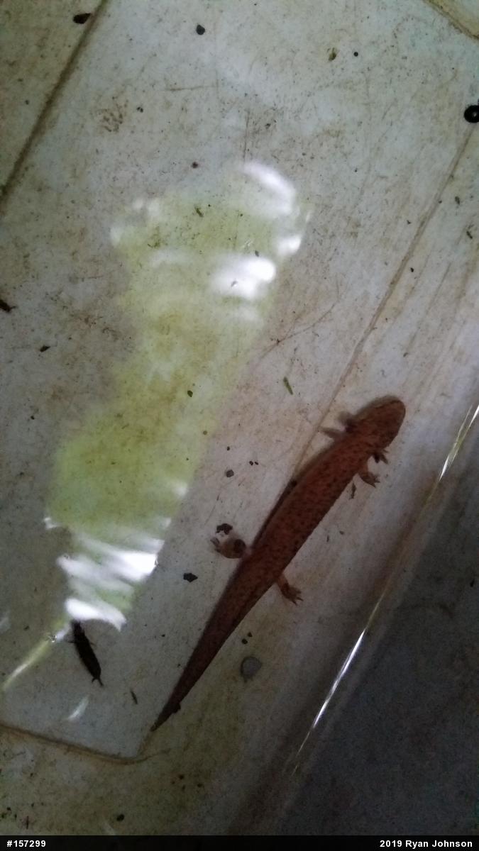 Northern Red Salamander