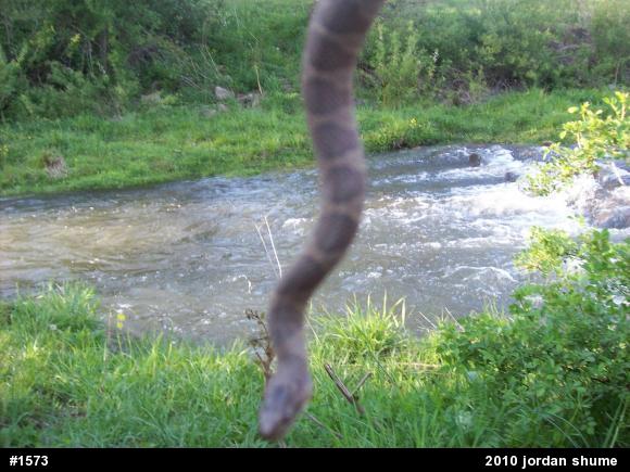 Northern Watersnake