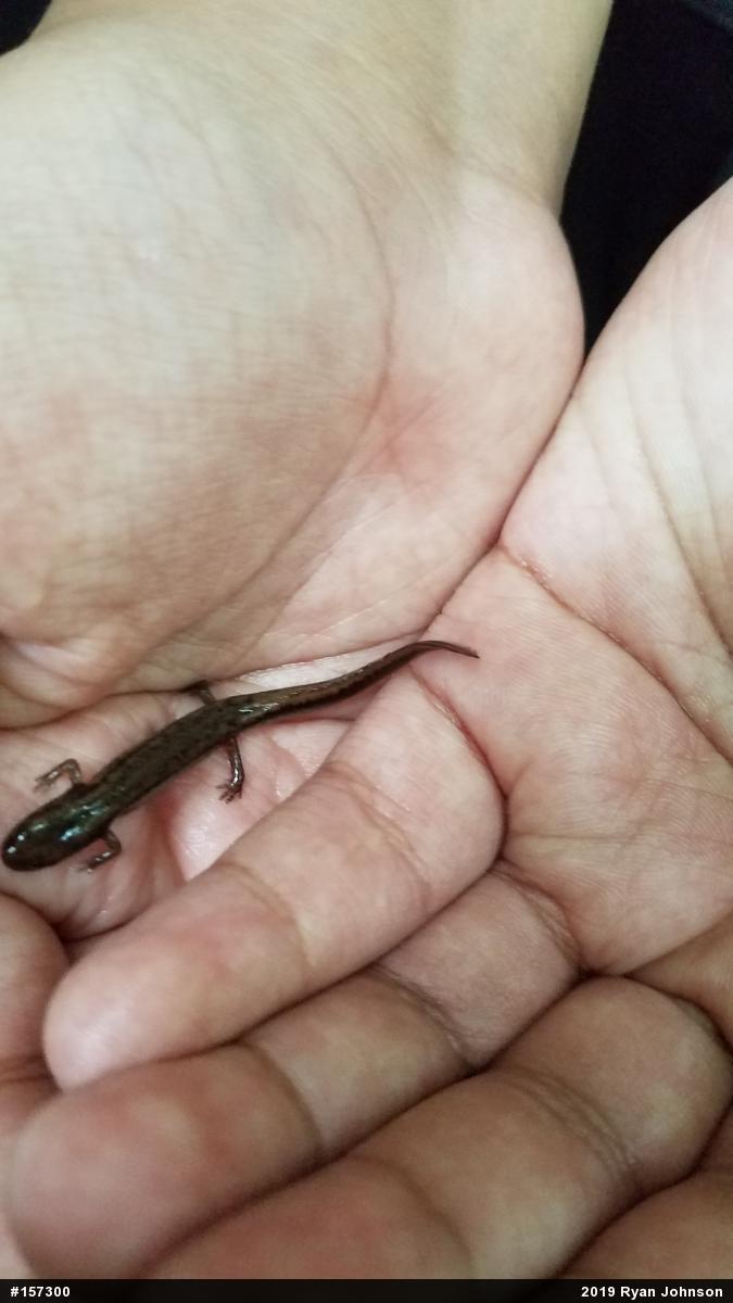 Northern Two-lined Salamander