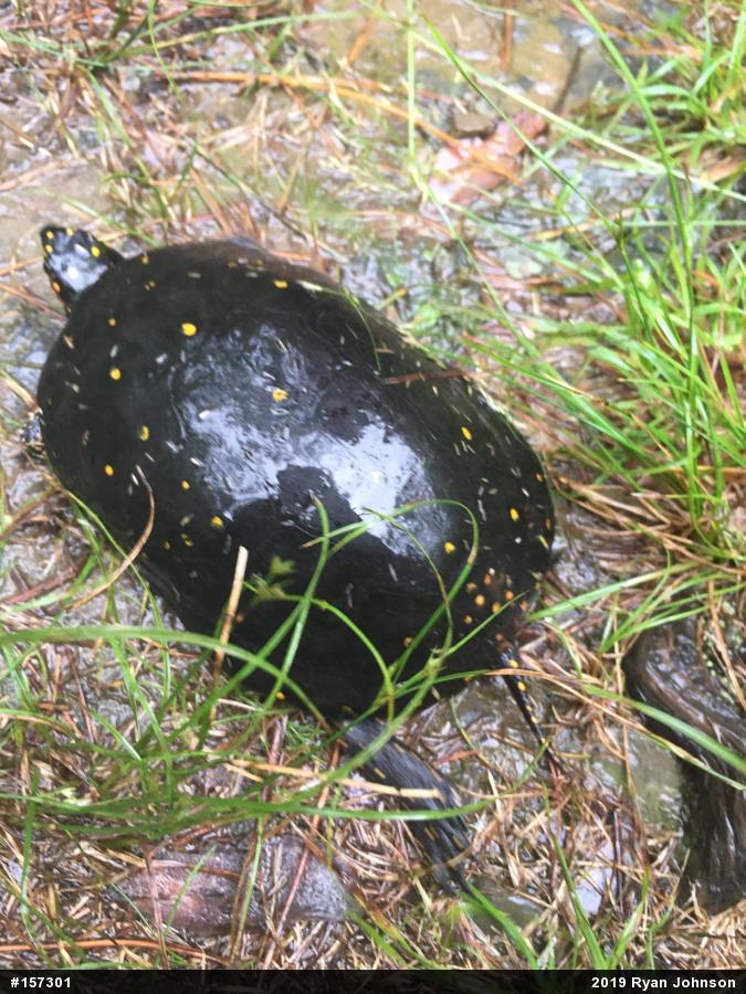 Spotted Turtle
