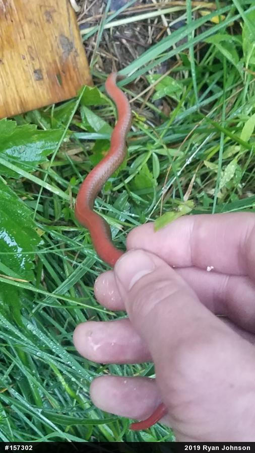 Red-bellied Snake