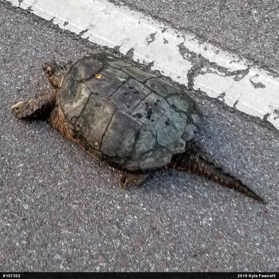 Snapping Turtle
