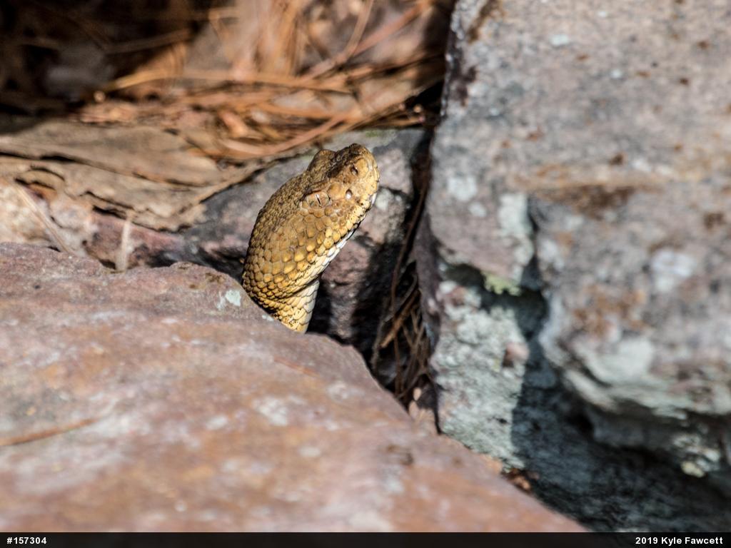 Timber Rattlesnake