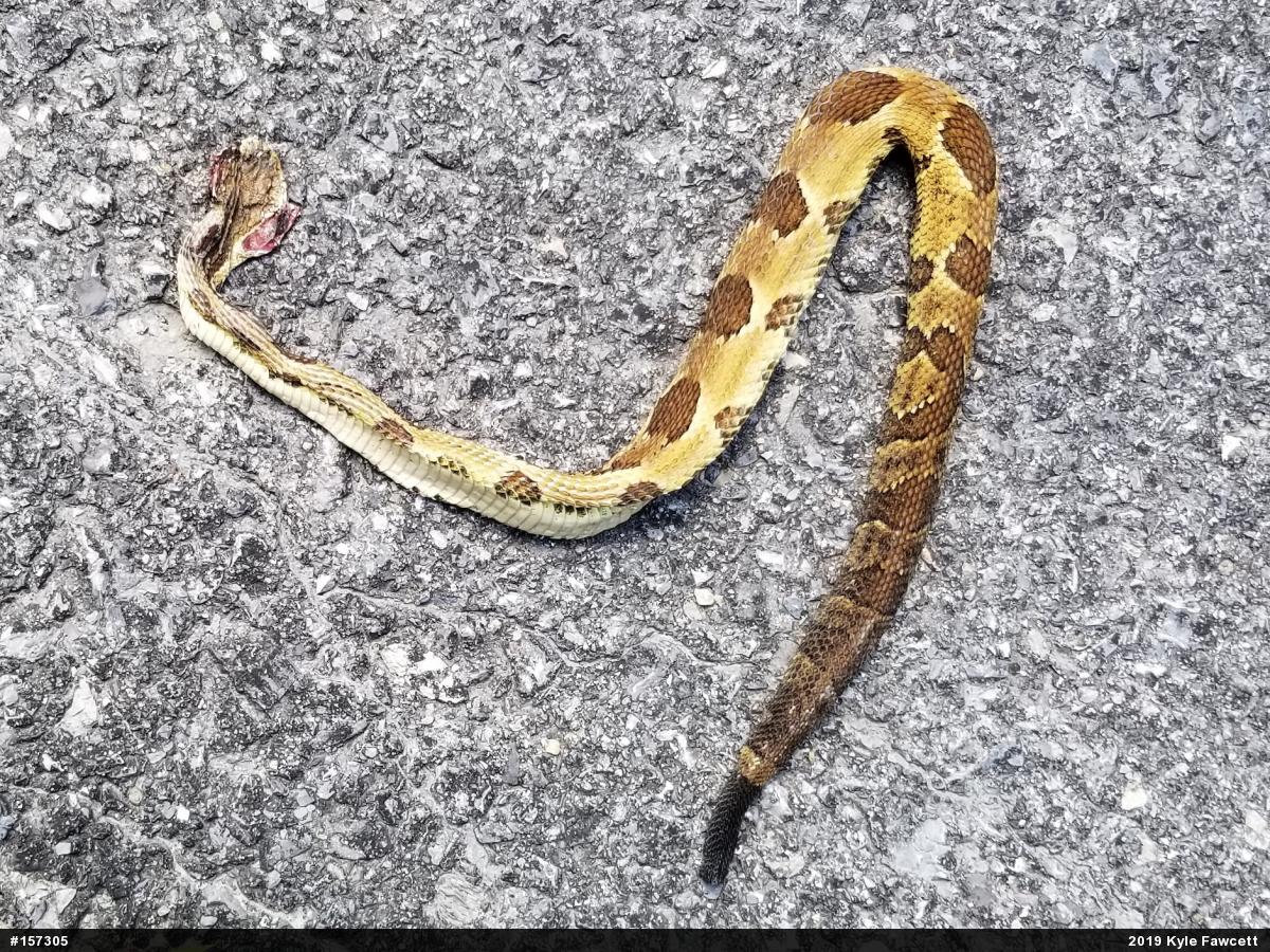 Timber Rattlesnake