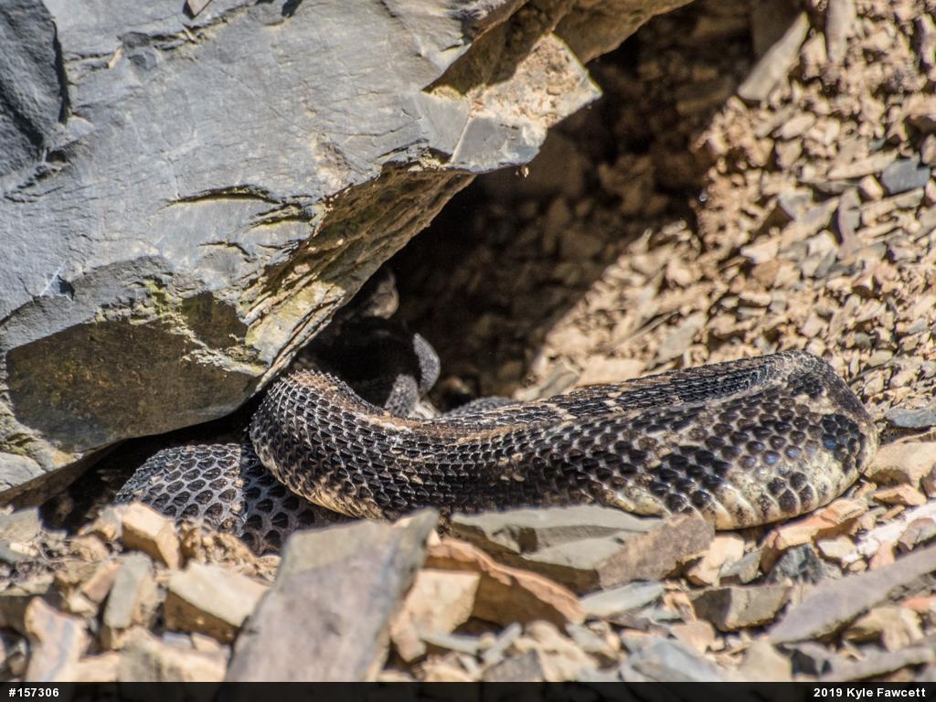 Timber Rattlesnake