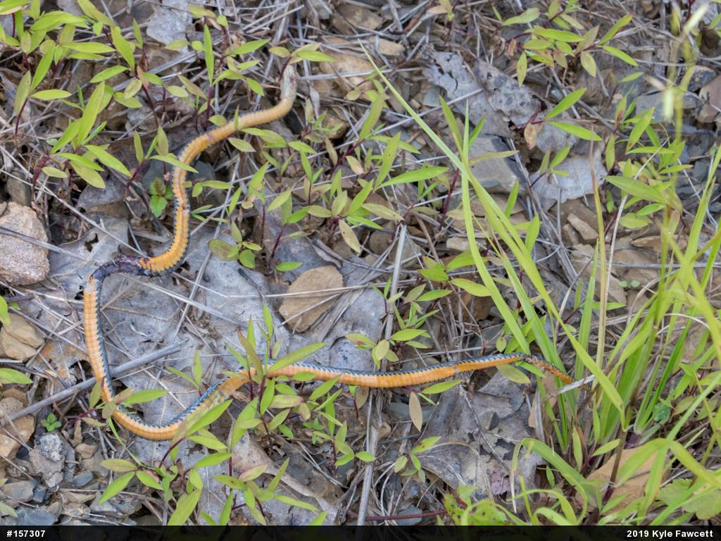 Northern Ring-necked Snake