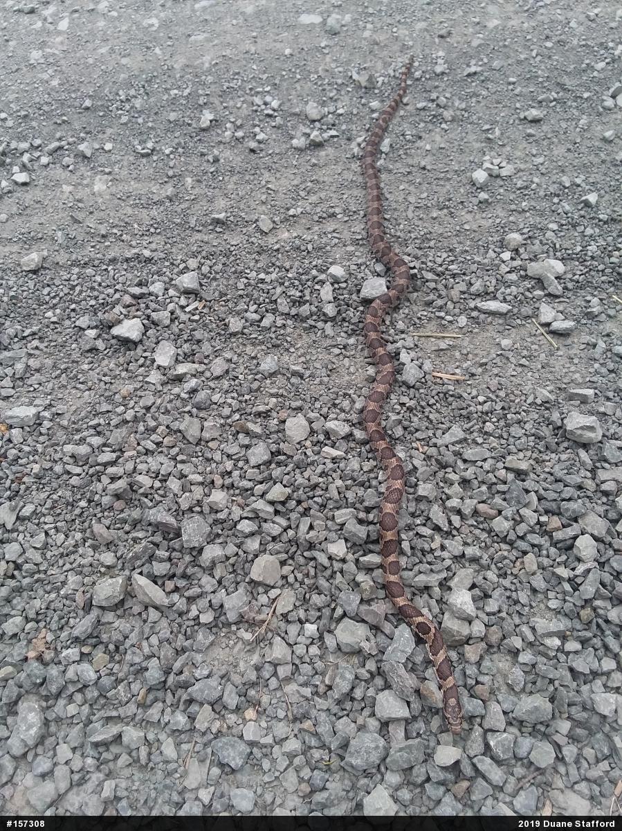 Eastern Milksnake