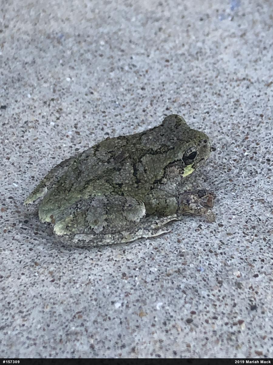 Unknown Gray Treefrog