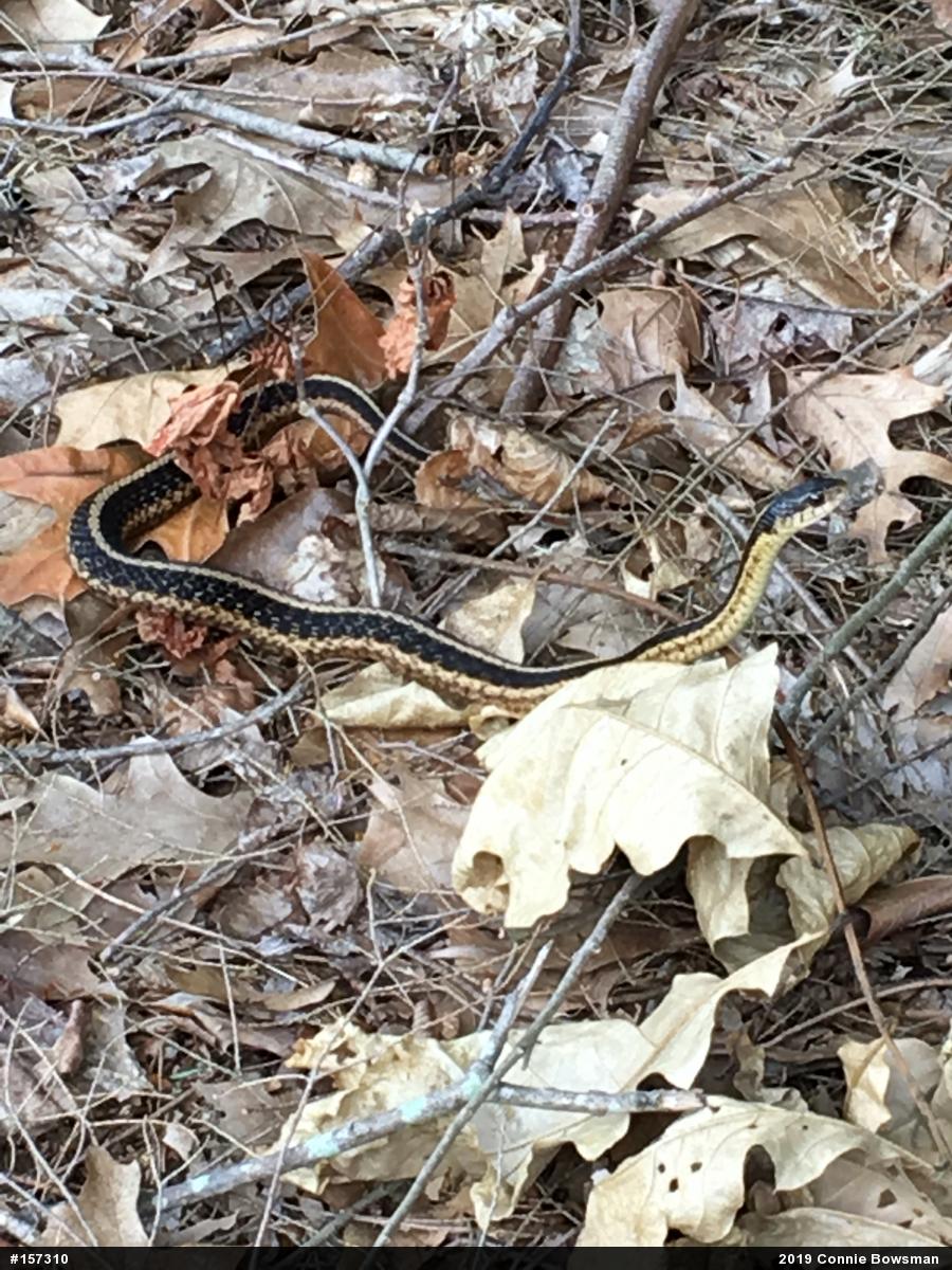 Eastern Gartersnake