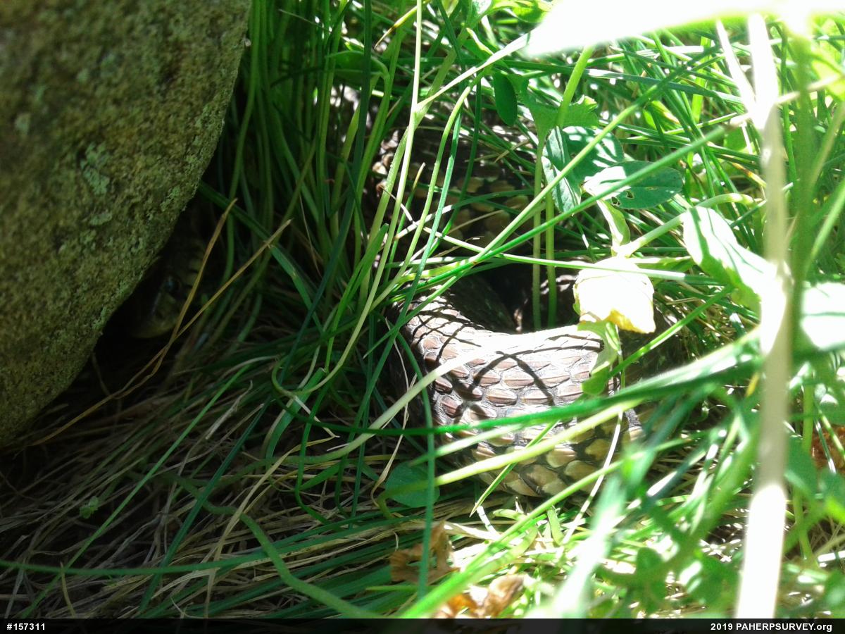 Eastern Gartersnake