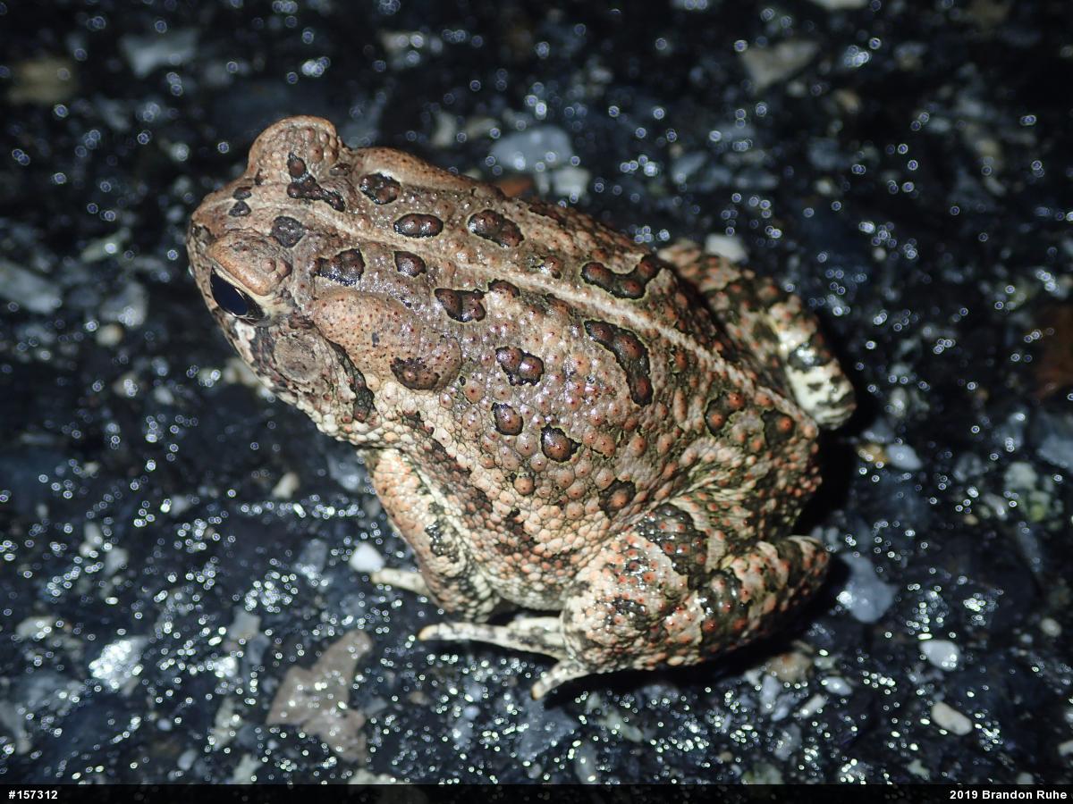 Fowler's Toad