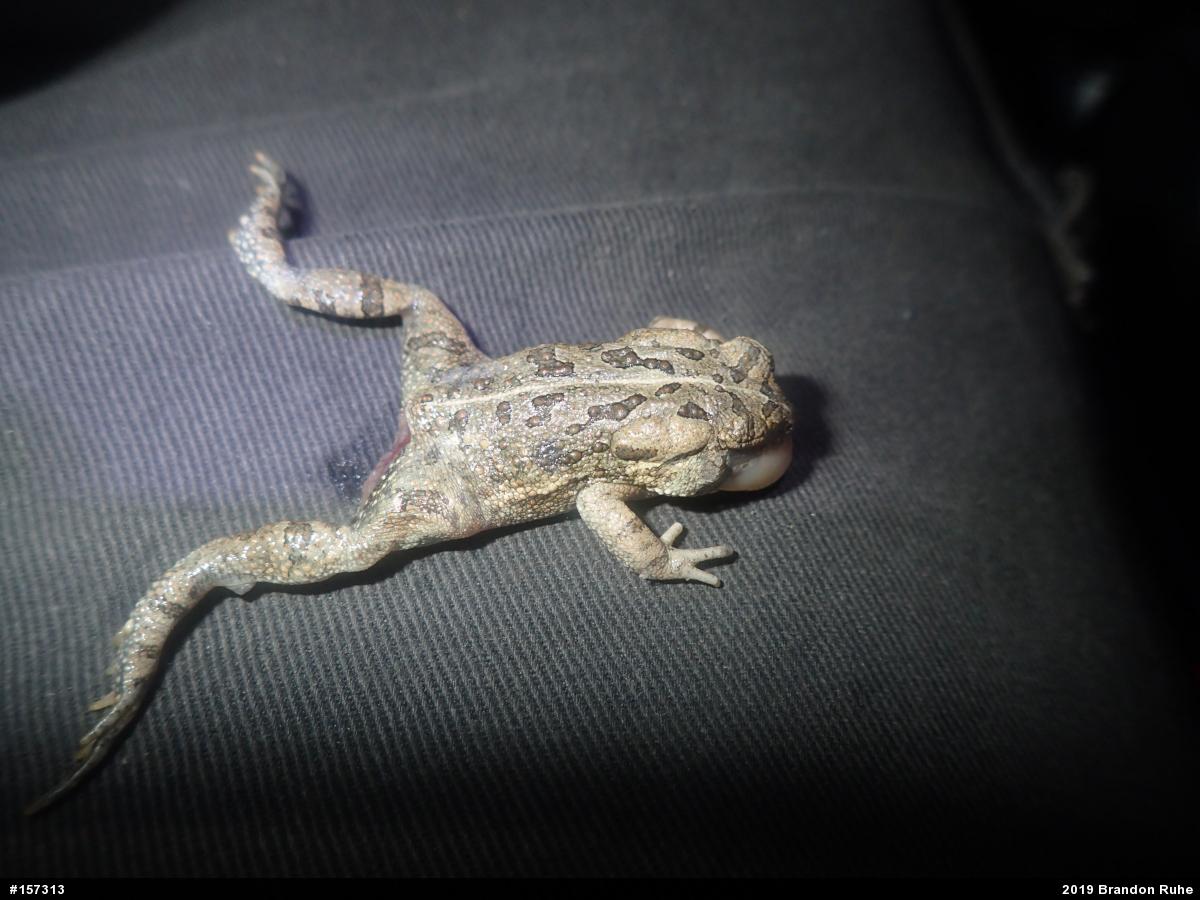 Fowler's Toad