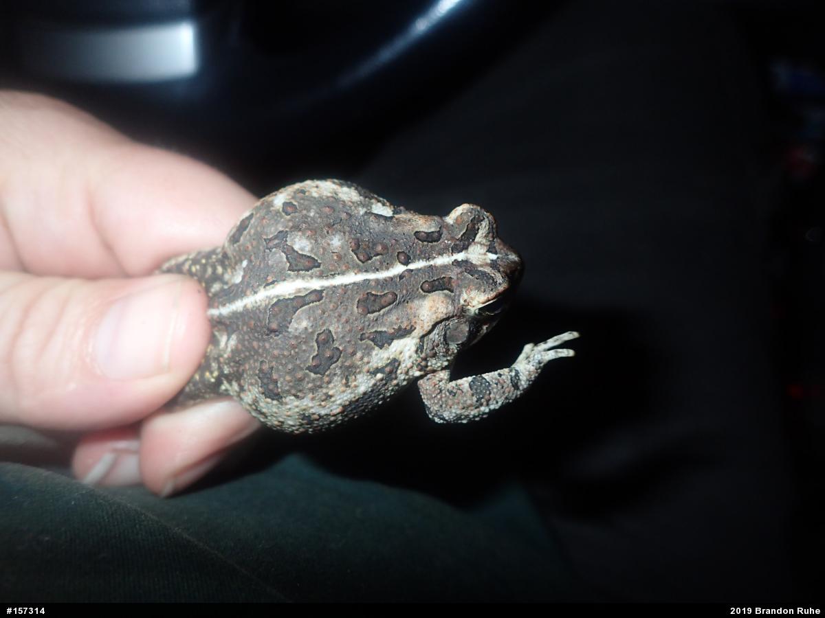 Fowler's Toad