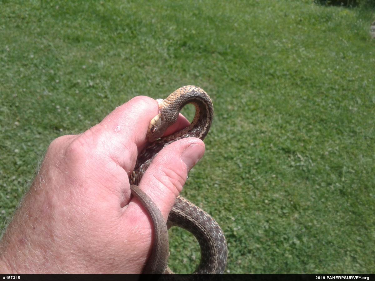 Eastern Gartersnake