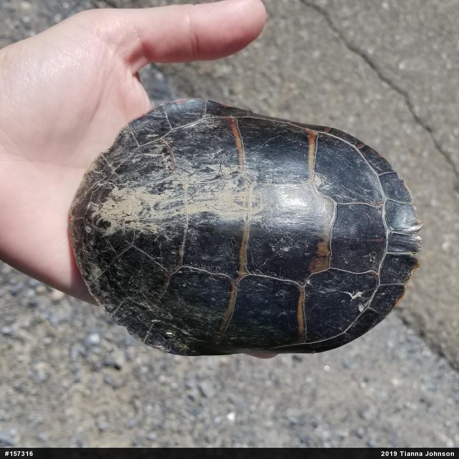 Painted Turtle