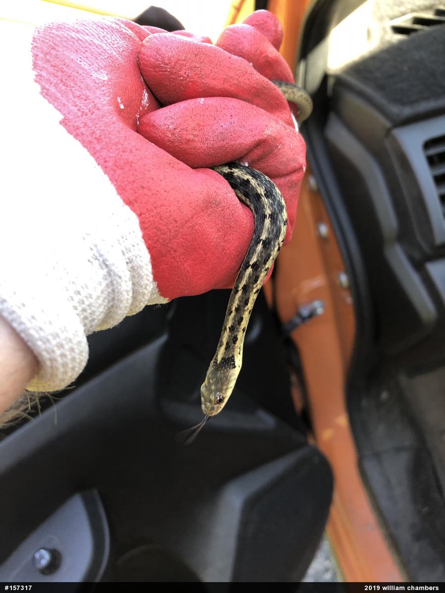 Eastern Gartersnake
