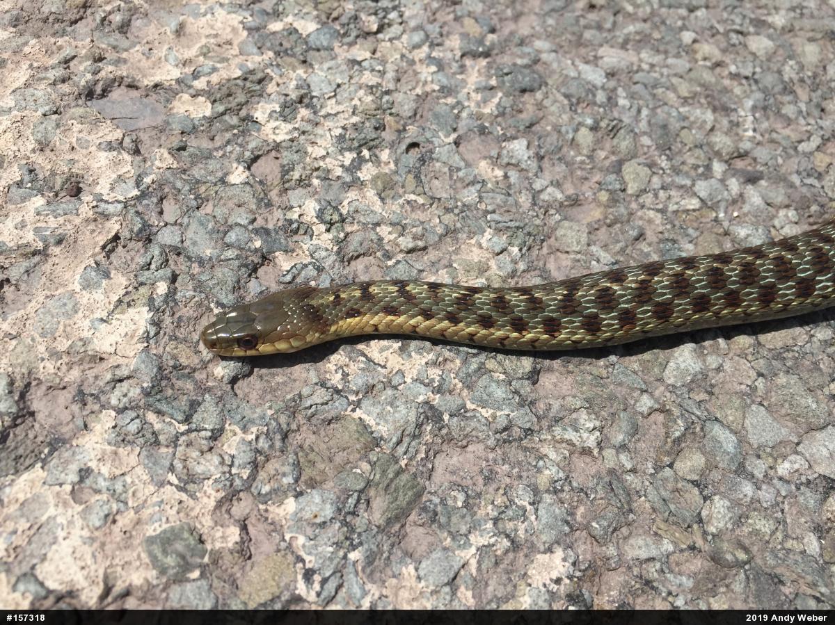 Eastern Gartersnake