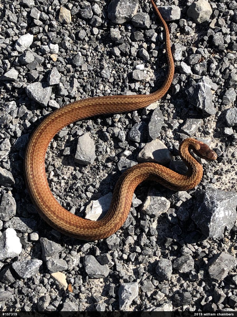 Red-bellied Snake