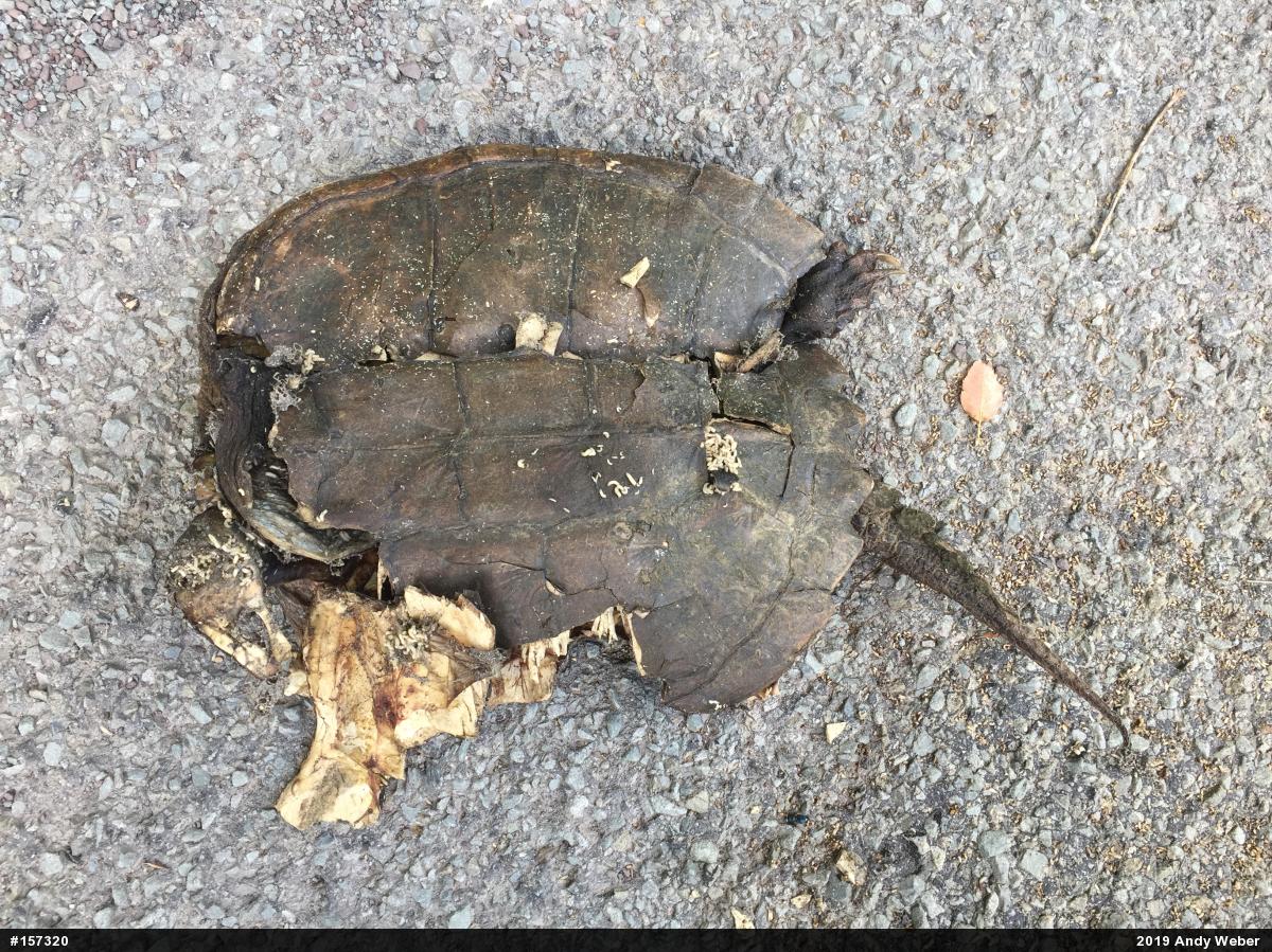 Snapping Turtle
