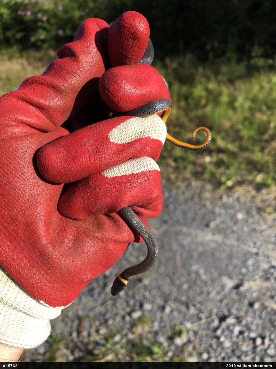 Northern Ring-necked Snake