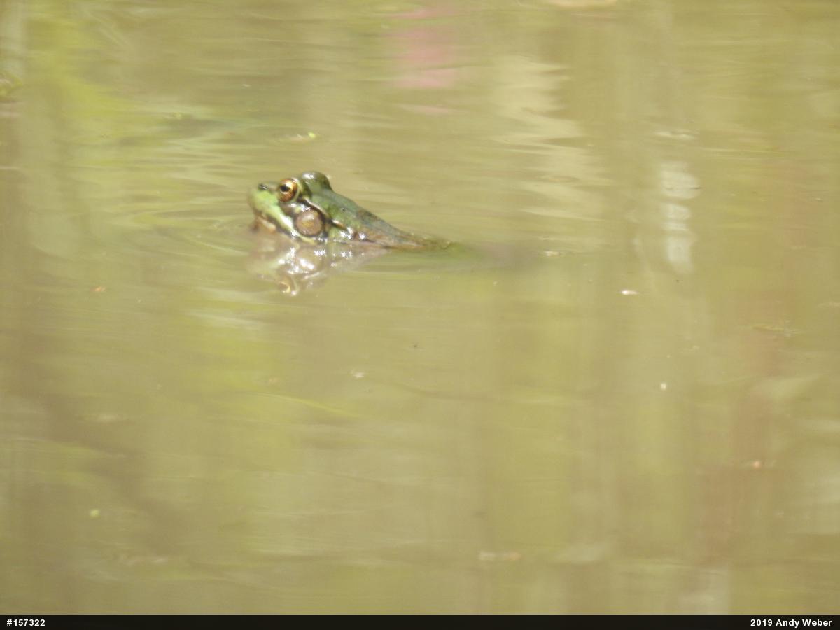Green Frog