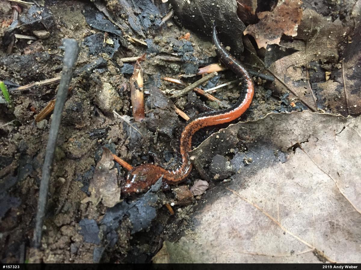 Eastern Red-backed  Salamander