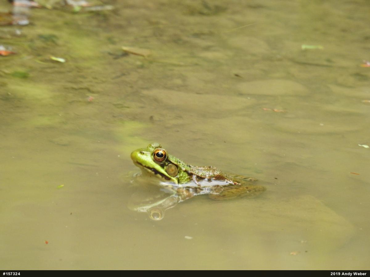 Green Frog