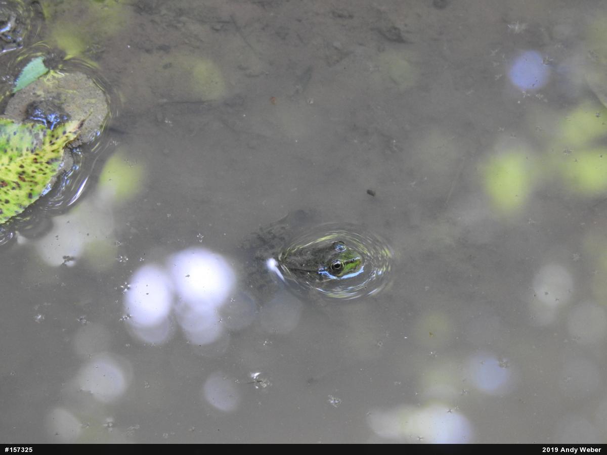 Green Frog