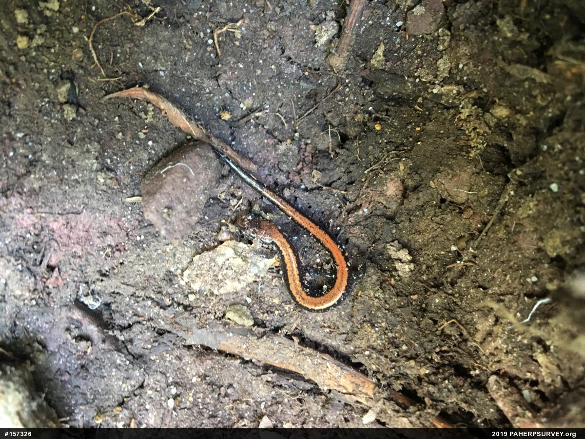 Eastern Red-backed  Salamander