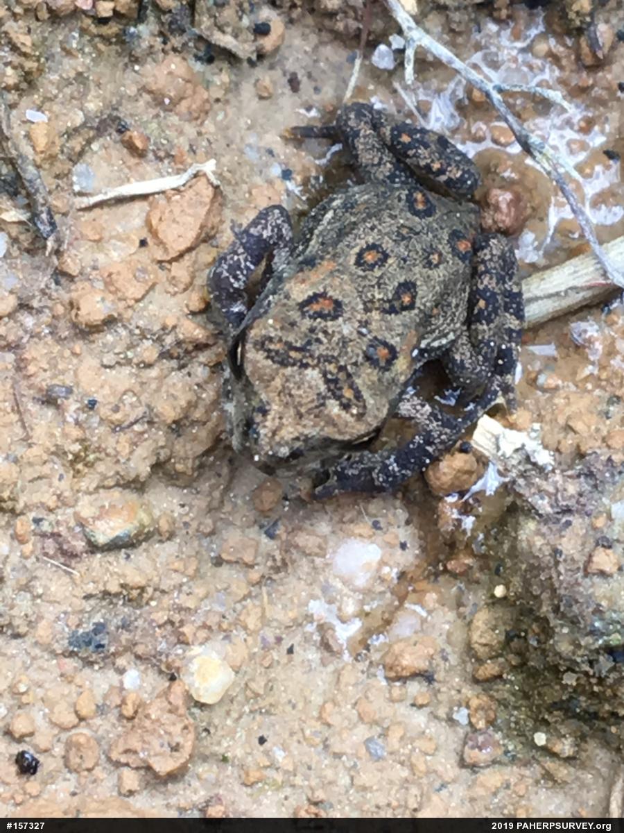 Eastern American Toad