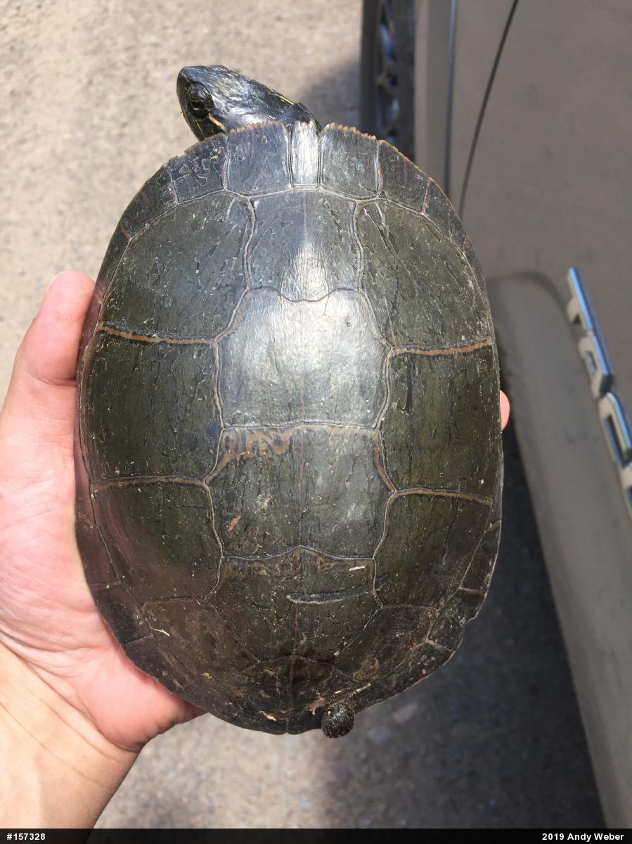 Midland Painted Turtle