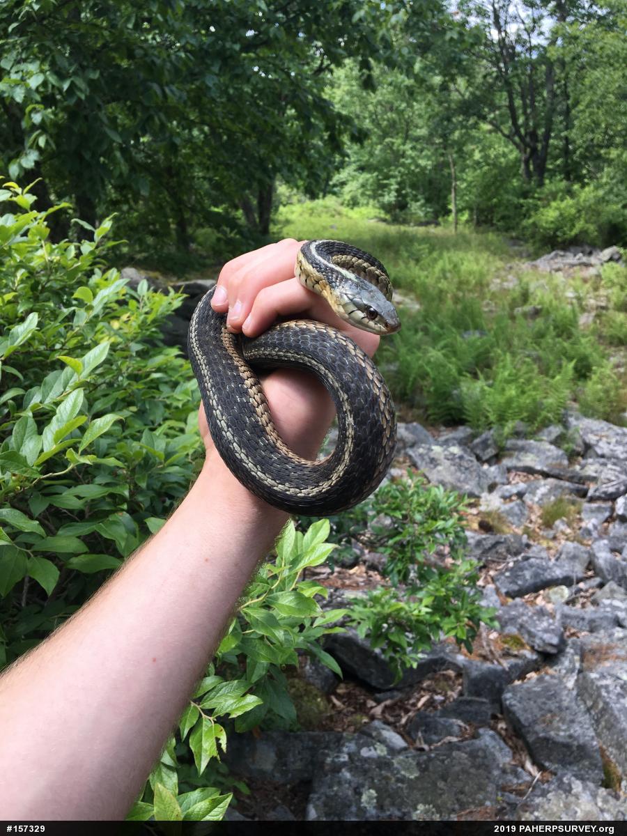 Eastern Gartersnake
