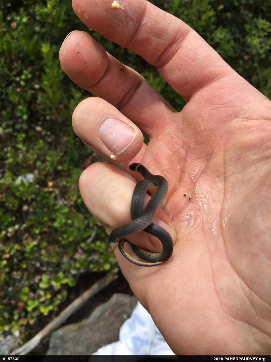 Northern Ring-necked Snake