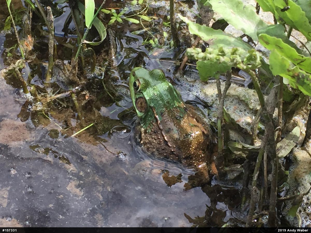 Green Frog